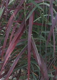 Panicum virgatum 'Ruby Ribbons'